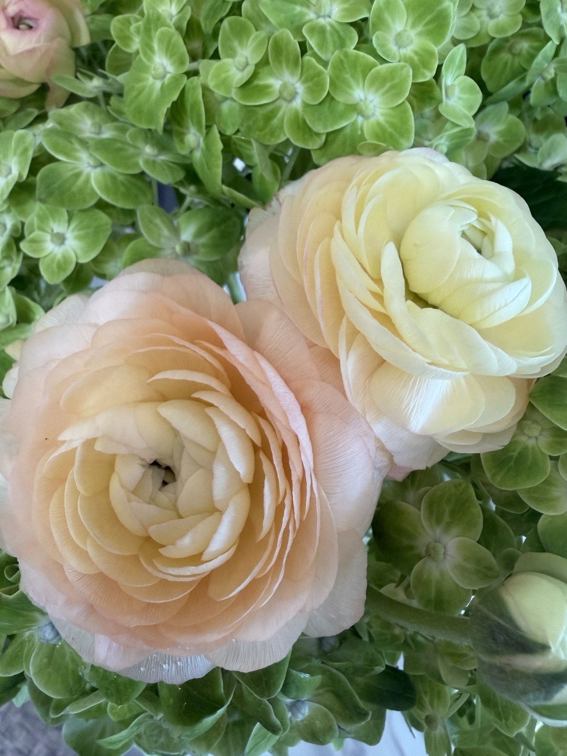 Close-up of peach ranunculus and cream flowers with green hydrangea by Petite Petal